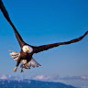 Meet your Posher, Joe